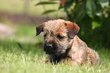 BORDER TERRIER 186